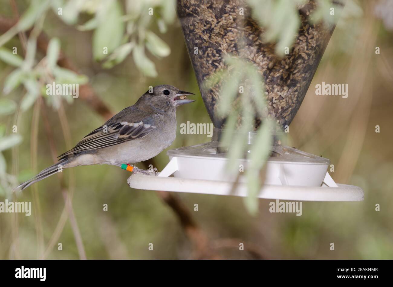 Caffin bleu de Gran Canaria mangeant des graines dans un mangeoire à oiseaux. Banque D'Images