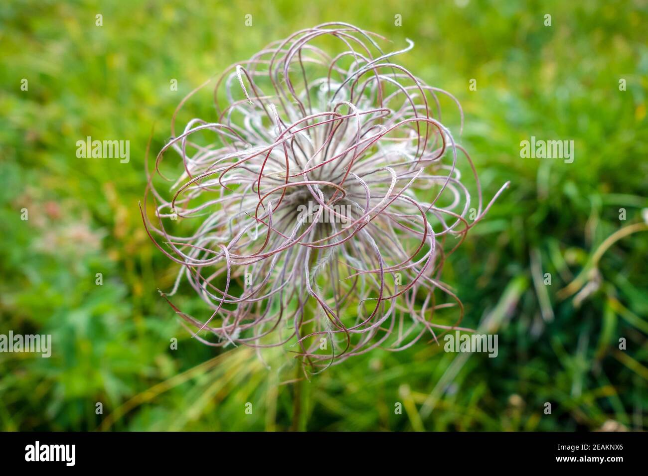 Anémone alpine, Pulsatilla Alpina dans le Parc national de la Vanoise, France Banque D'Images