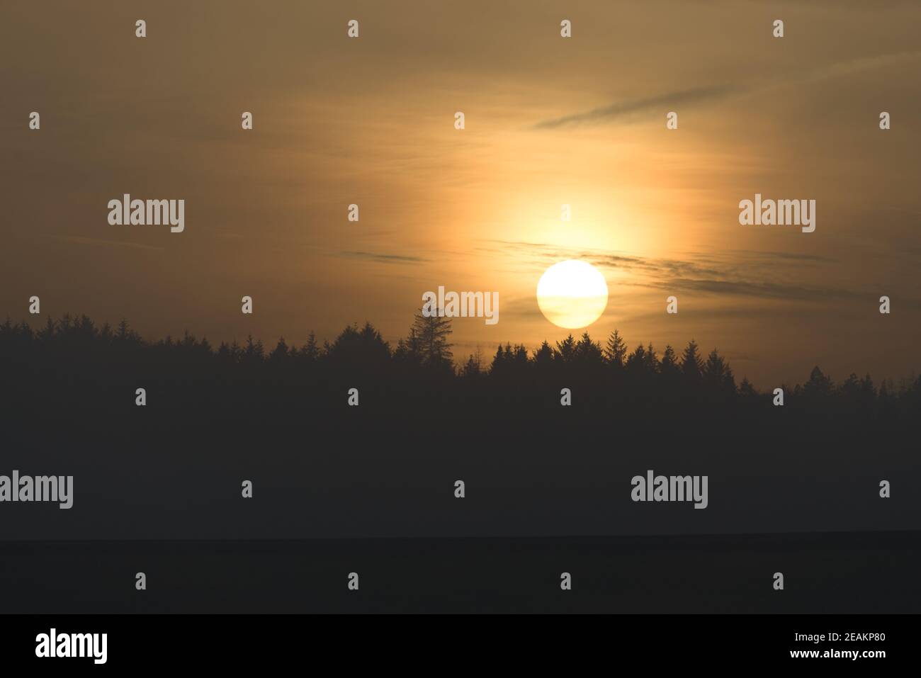 Le soleil doré touche les sommets lointains de l'arbre comme il descend à l'horizon. Banque D'Images