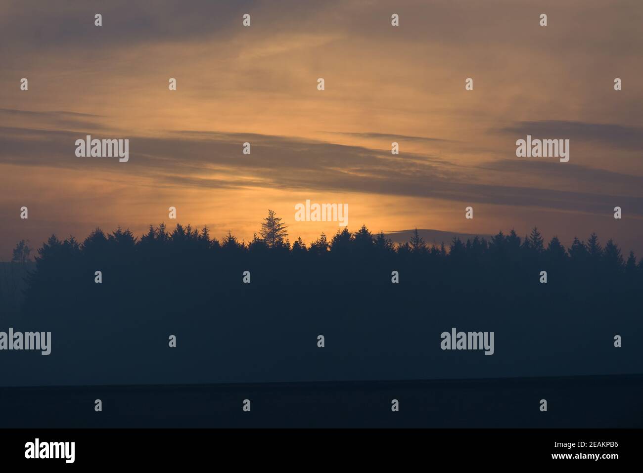Ambre brillent au crépuscule, juste après le coucher du soleil, derrière une forêt de conifères Banque D'Images