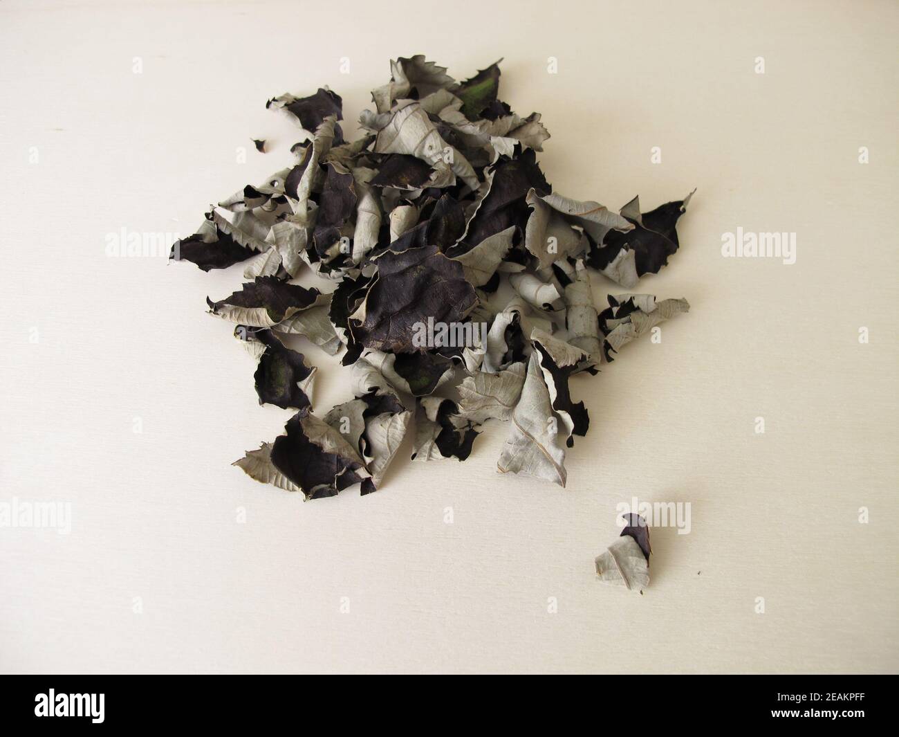 Feuilles de mûres fermentées et séchées pour le thé noir sans caféine sur une planche en bois Banque D'Images