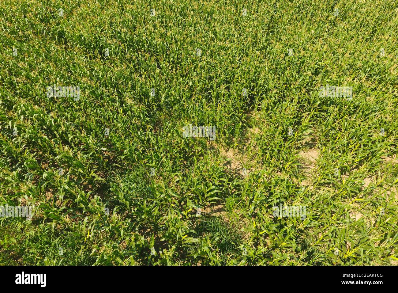 Champ de maïs. Le maïs vert fleurit sur le terrain. Période de croissance Banque D'Images