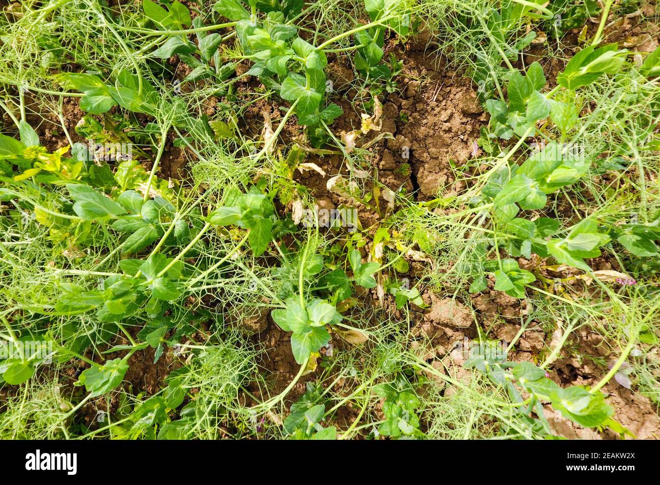 Domaine de jeunes petits pois. Petits pois sur le terrain est de plus en plus. Des légumineuses dans le domaine Banque D'Images