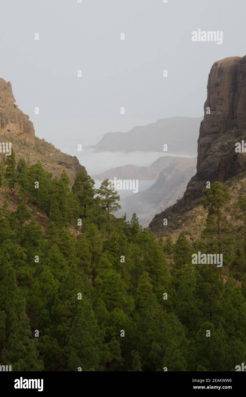 Forêt de pins de l'île des Canaries Pinus canariensis dans le ravin d'El Juncal et les falaises du sud-ouest. Banque D'Images