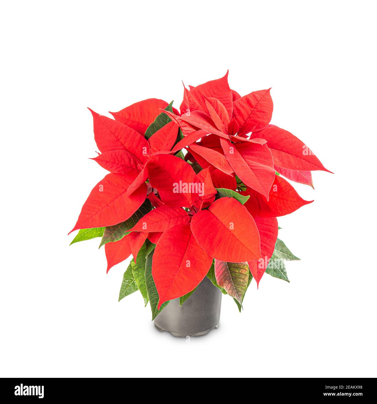 Fleur de Noël poinsettia i Banque D'Images