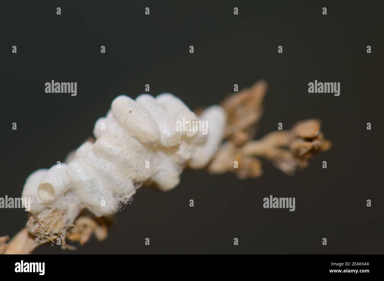 Cocons de la guêpe parasite Cotesia glomeratus. Banque D'Images