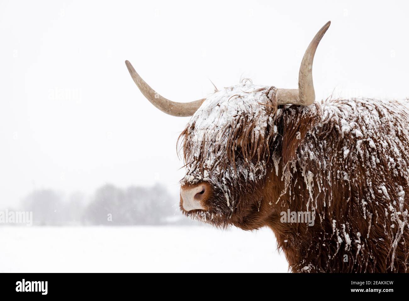 Vache écossaise dans la neige. Photo en gros plan de la tête et des cornes dans un paysage hivernal. Banque D'Images