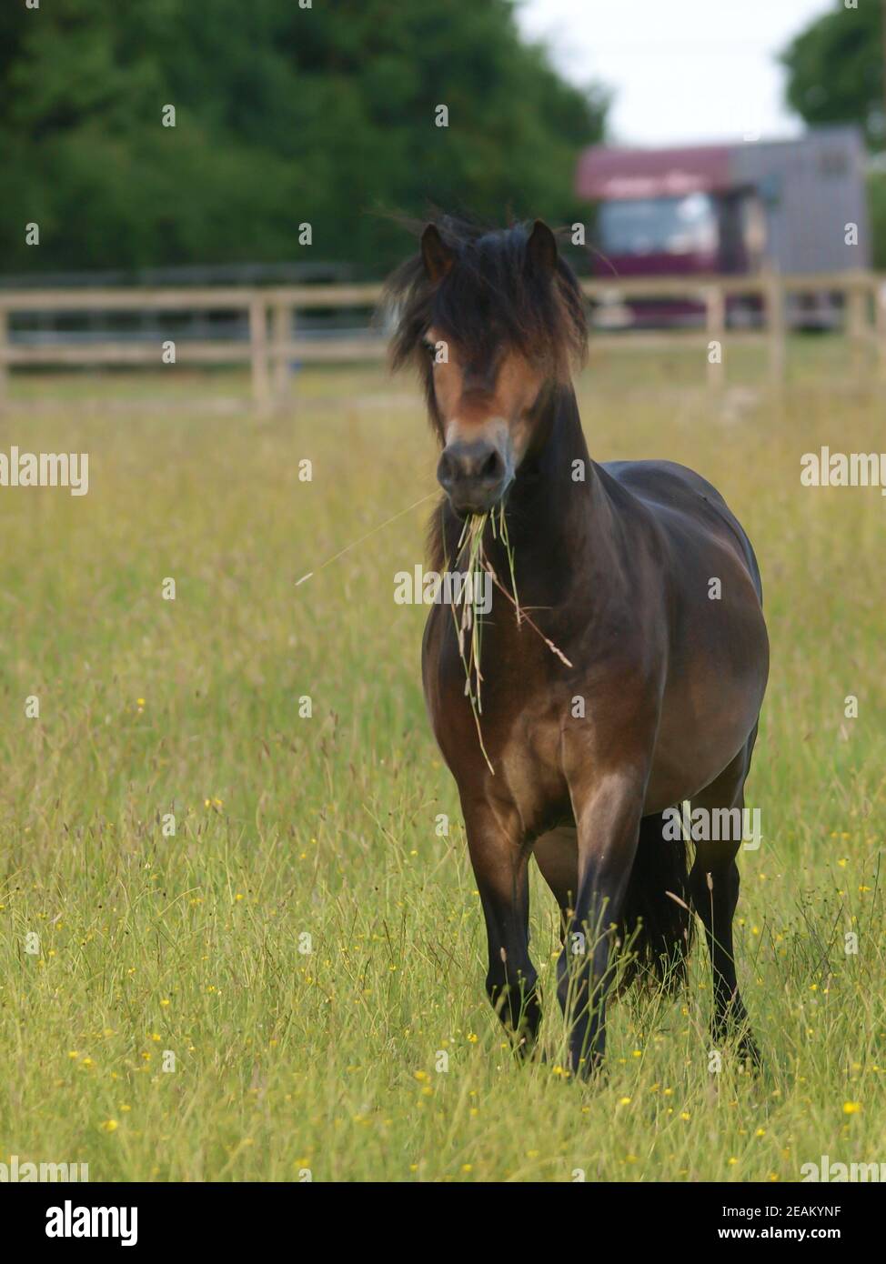 Une race rare Exmoor poney traverse un enclos de longues herbes d'été. Banque D'Images