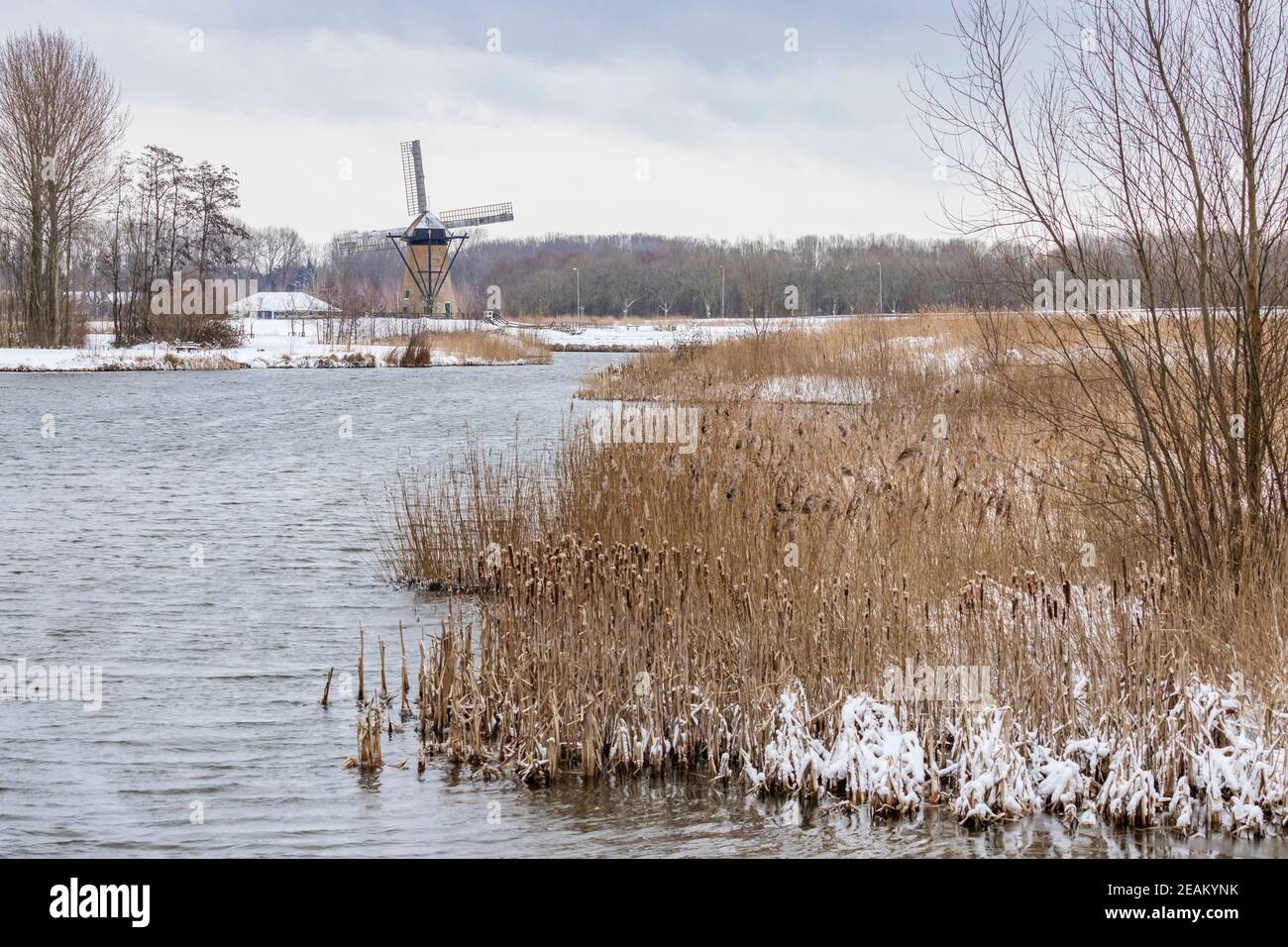 Scène hollandaise typique avec le moulin à vent historique de Pendrecht dans un paysage enneigé. Le premier plan montre l'eau et le roseau. Banque D'Images