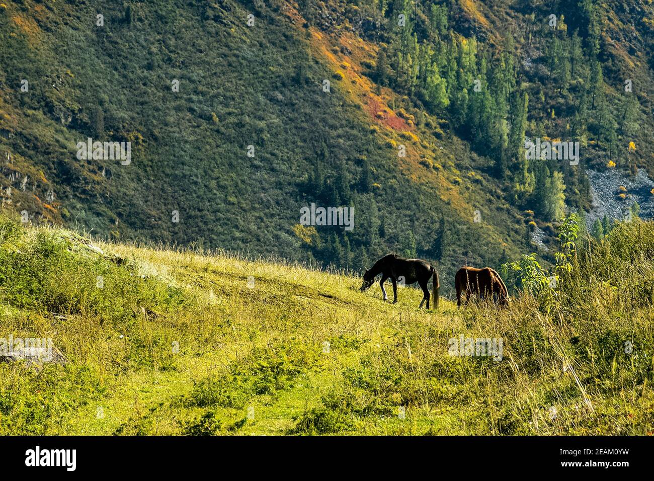Les chevaux se broutent dans les prairies parmi les contreforts de l'Altaï montagnes Banque D'Images