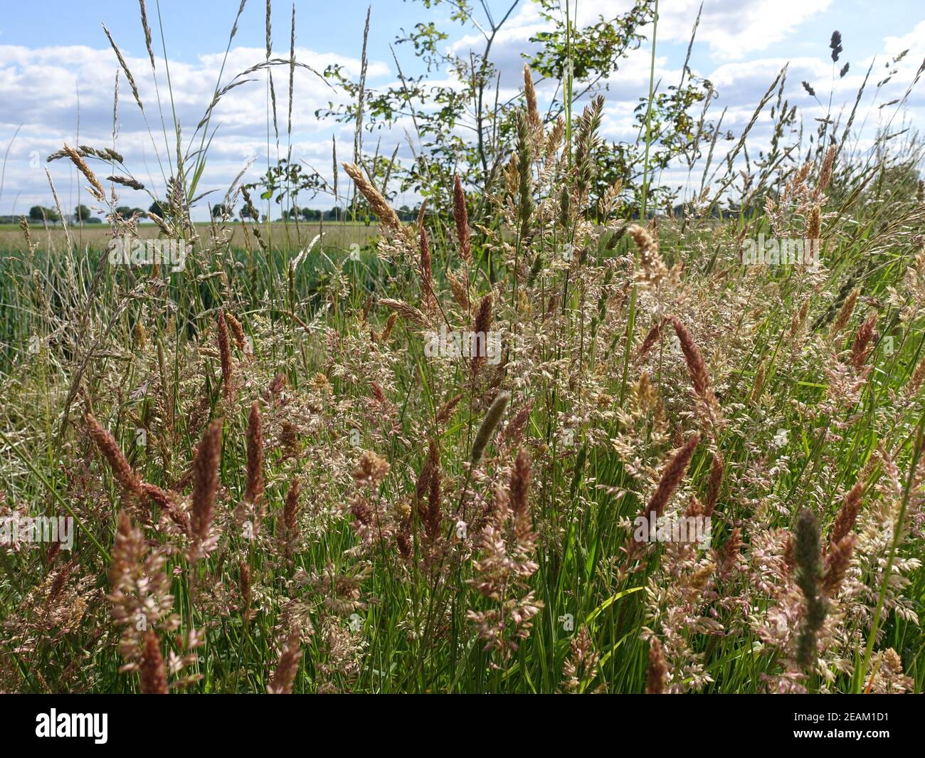 Wolliges Honigras (Holcus lanatus) - Blütenstand Banque D'Images