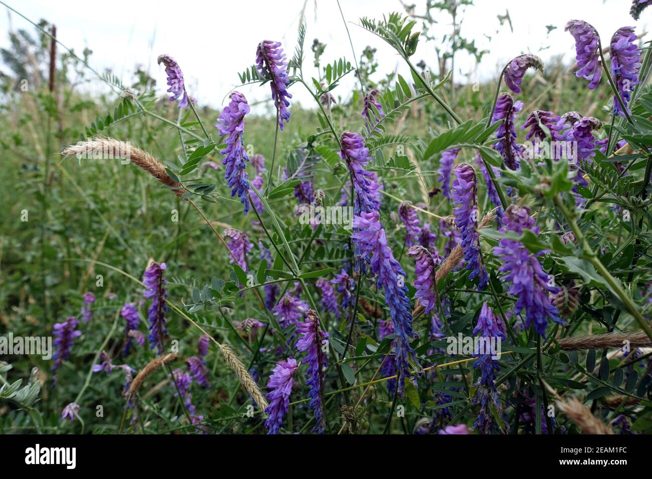 Vesce touffeté, vesce de vache, vesce d'oiseau, vesce bleue ou vesce boréale (Vicia cracca), plante à fleurs Banque D'Images