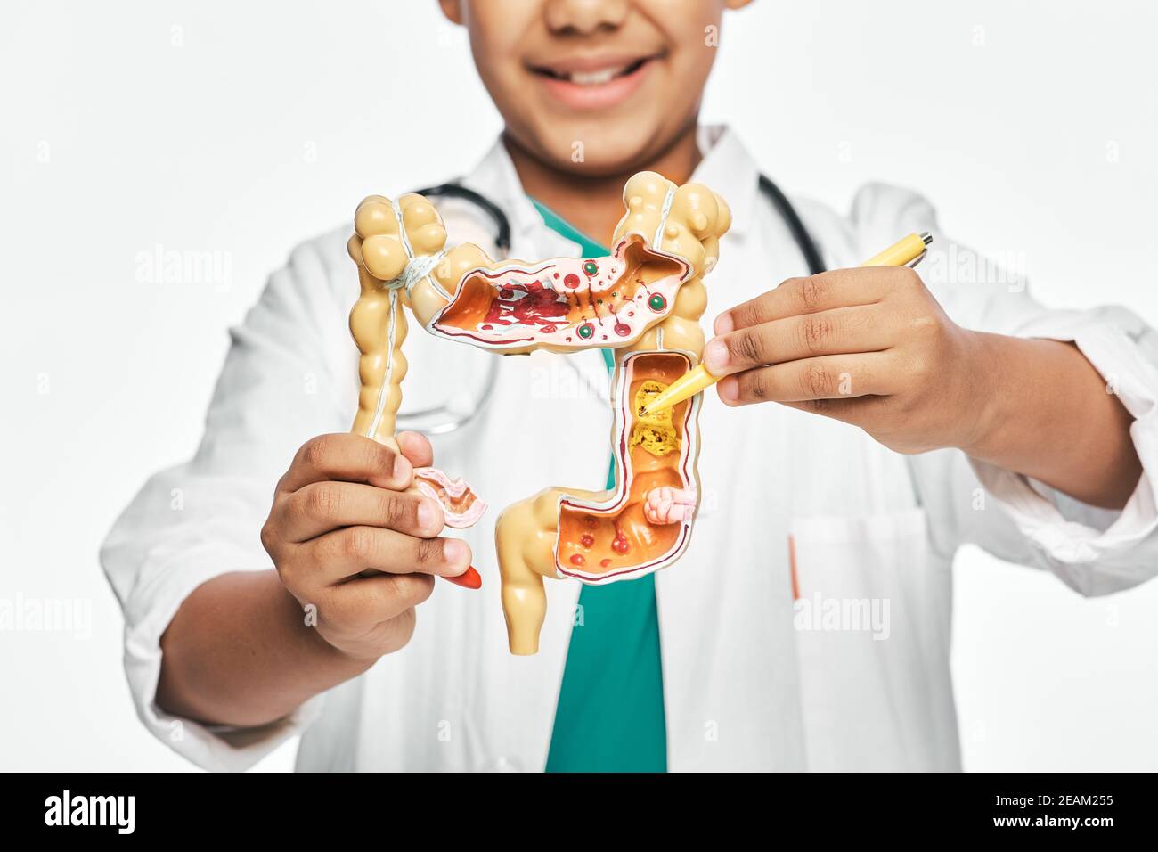 Modèle anatomique des intestins dans les mains de l'enfant, gros plan. Garçon pointant le stylo vers une pathologie des intestins. Étudier l'anatomie et la biologie humaines à l'école Banque D'Images