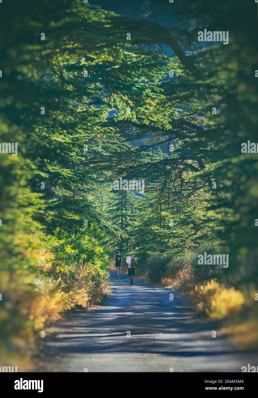 Des personnes actives randonnée dans la forêt Banque D'Images