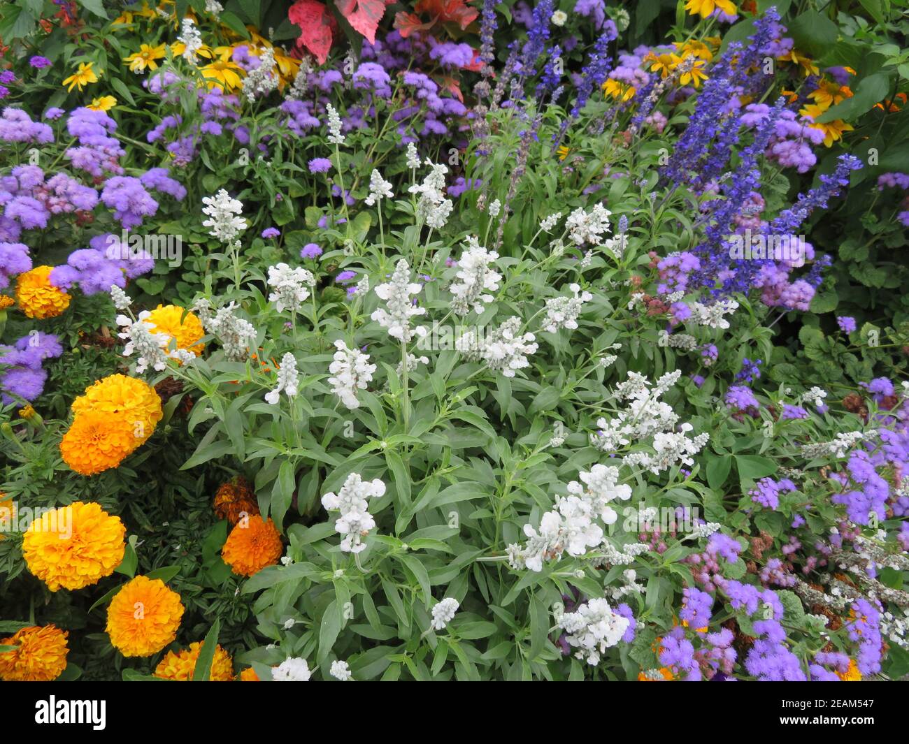 belles fleurs naturellement colorées différentes aromatiques lumineux frais Banque D'Images