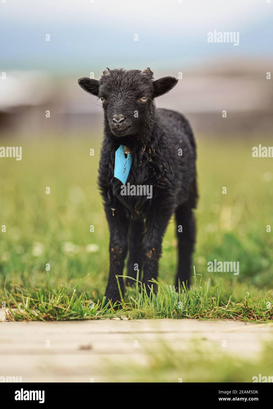 Petit agneau ouessant ou Oushant noir sur l'herbe de printemps verte, étiquette bleue sur le cou Banque D'Images