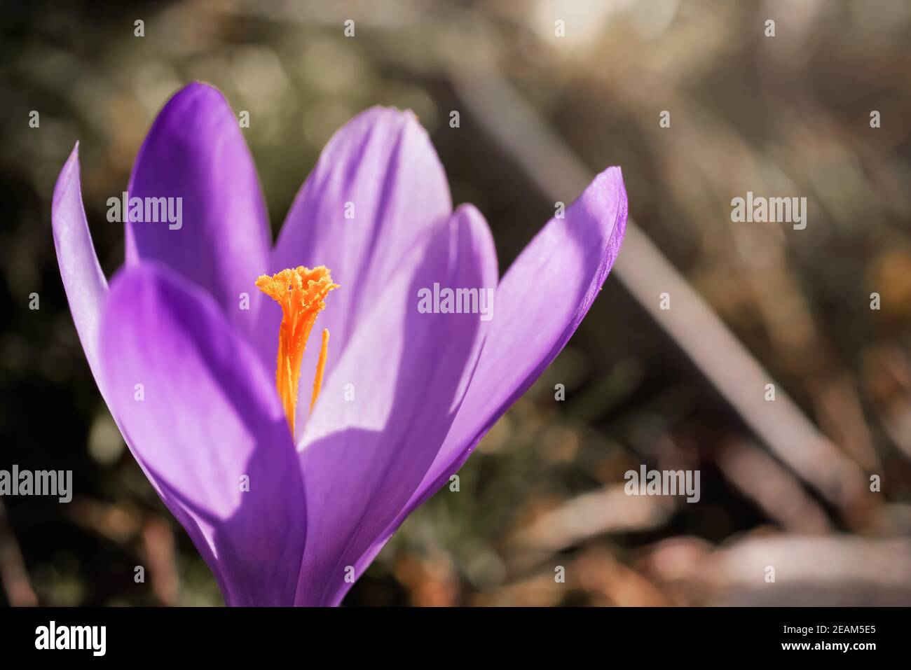 Le soleil brille sur le violet sauvage et l'iris jaune Crocus heuffelianus décolorer la fleur qui pousse dans l'herbe sèche de printemps, gros plan macro détail Banque D'Images