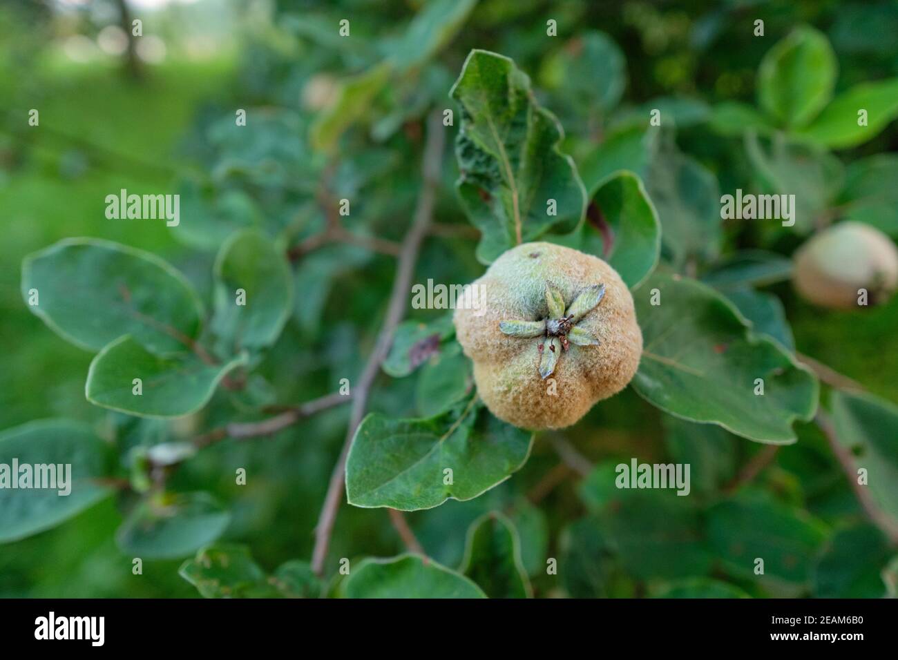 Gros plan d'un fruit de coing en été Banque D'Images