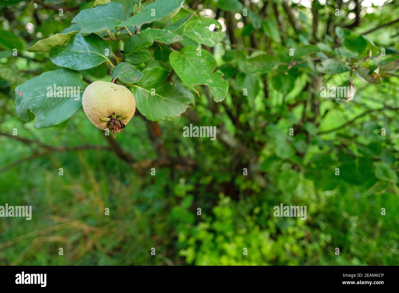 Arbre fruitier avec coing à une branche Banque D'Images