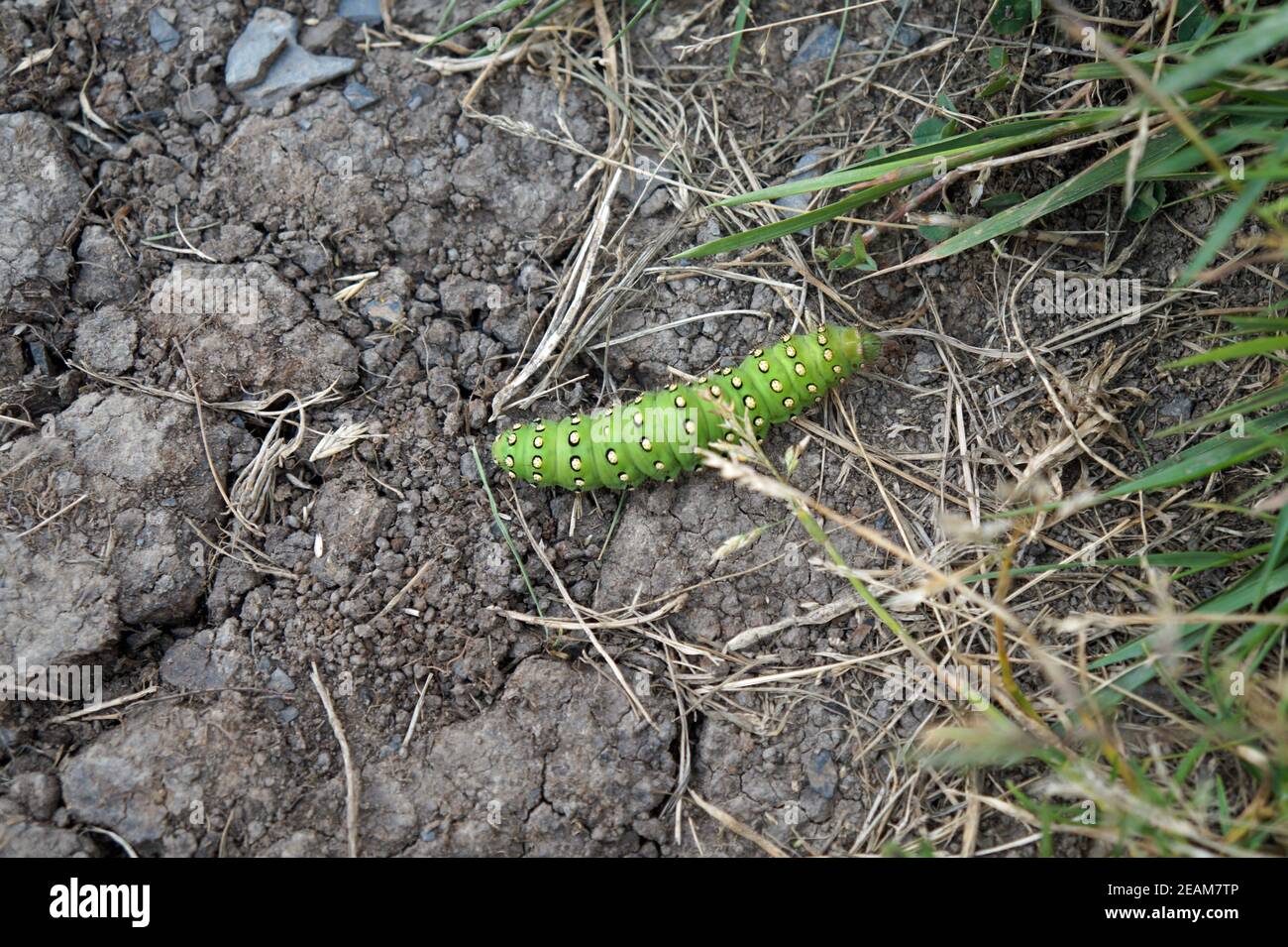 Wild Atlantic Way Cliffs de Moher Caterpillar Banque D'Images