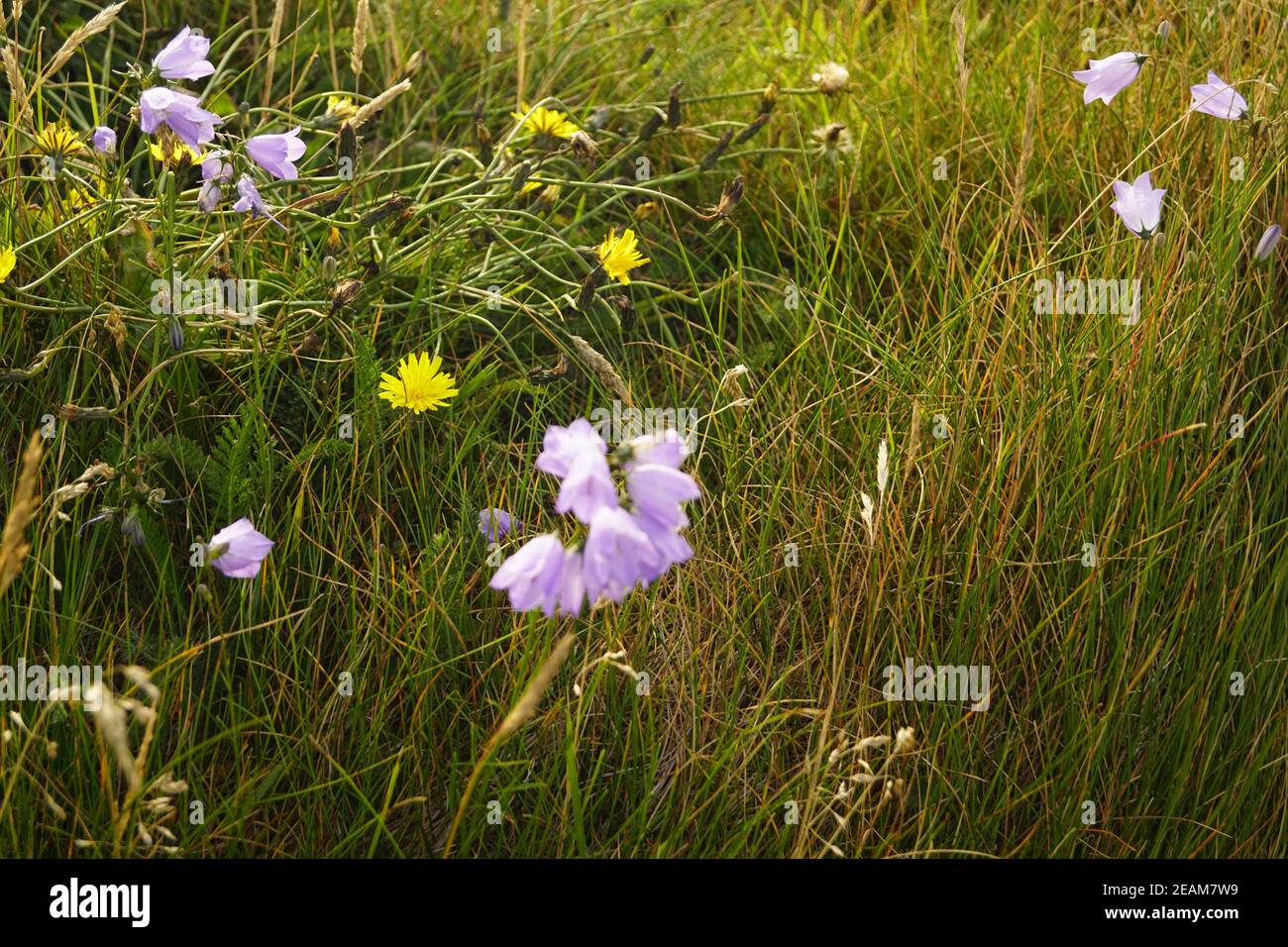 Wild Atlantic Way Cliffs of Moher Flower Banque D'Images