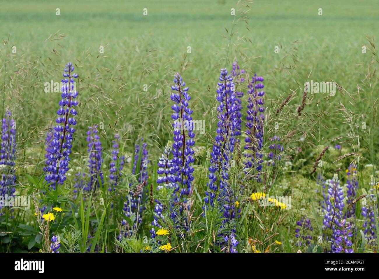 Estampe Sur Métal Fleurs Sauvages Lupin - Art Mural Montana, Prêt à Accrocher