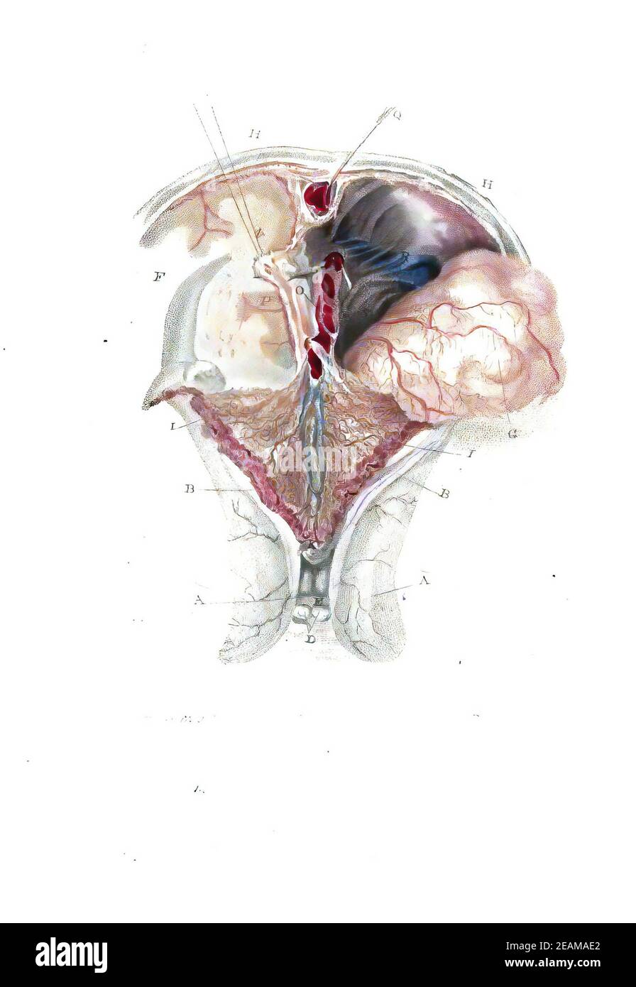 Illustration du cerveau humain dans un livre d'anatomie ancien Banque D'Images