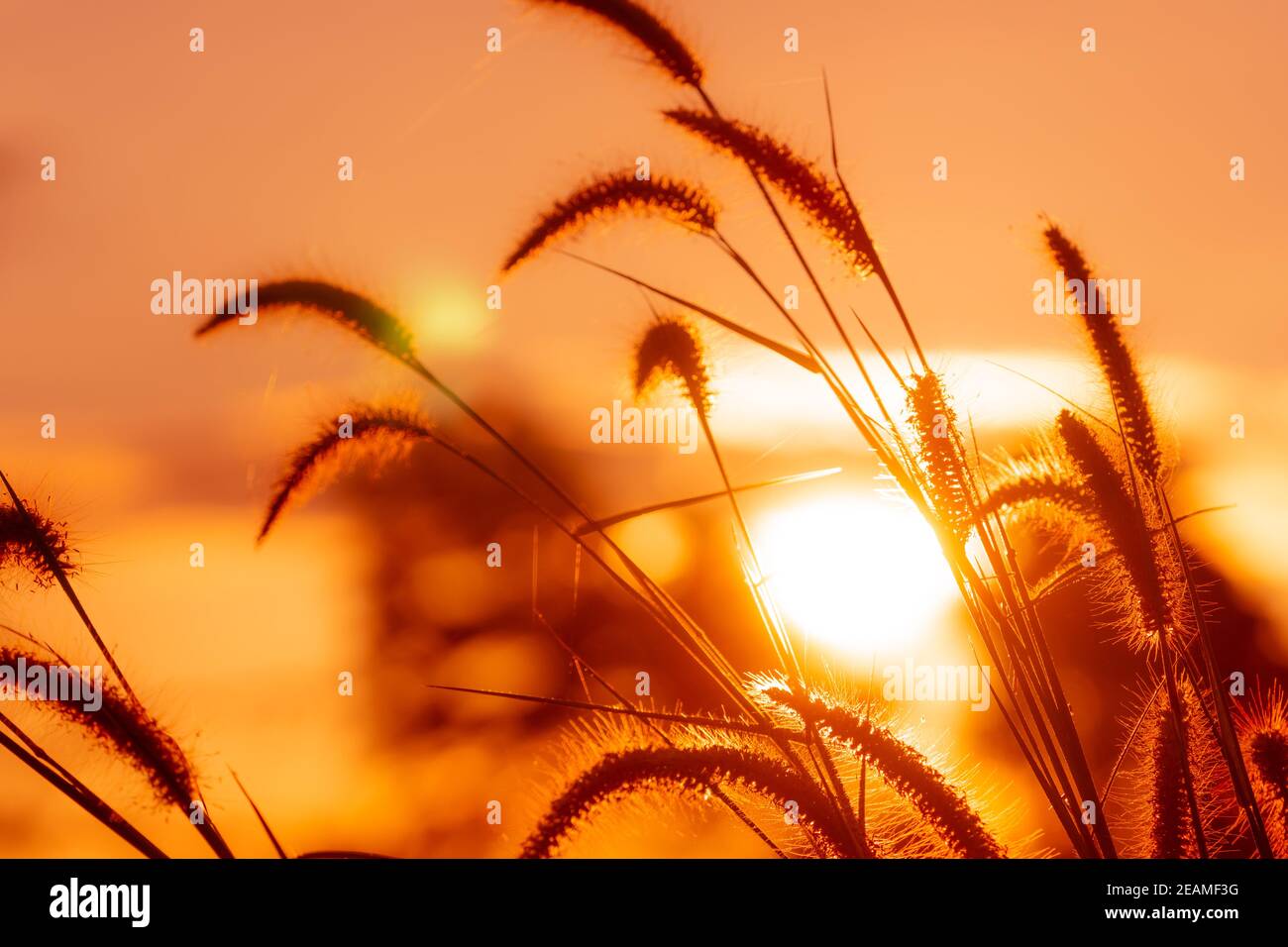 Fleur d'herbe de prairie avec des gouttes de rosée le matin avec ciel doré de lever du soleil. Mise au point sélective sur la fleur d'herbe sur fond bokeh flou de soleil jaune et orange. Champ d'herbe avec ciel de lever du soleil. Banque D'Images