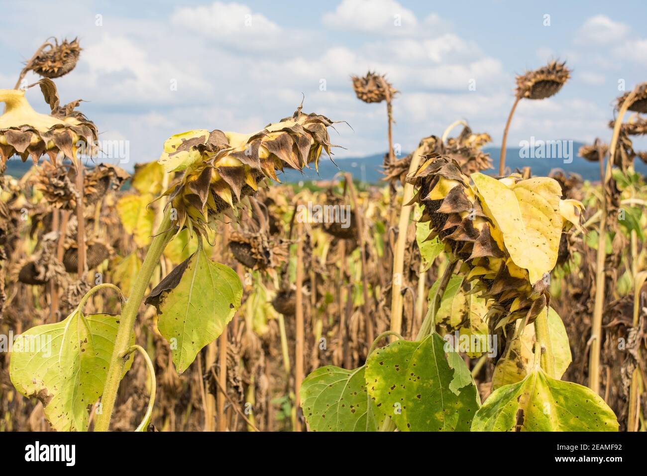 Un champ de séchage des tournesols en août à Friuli-Venezia Giulia, au nord-est de l'Italie Banque D'Images