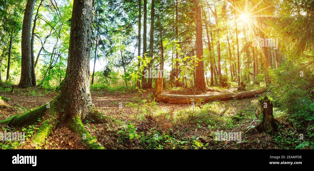 Sapin bois tôt le matin avec une belle lumière du soleil Banque D'Images