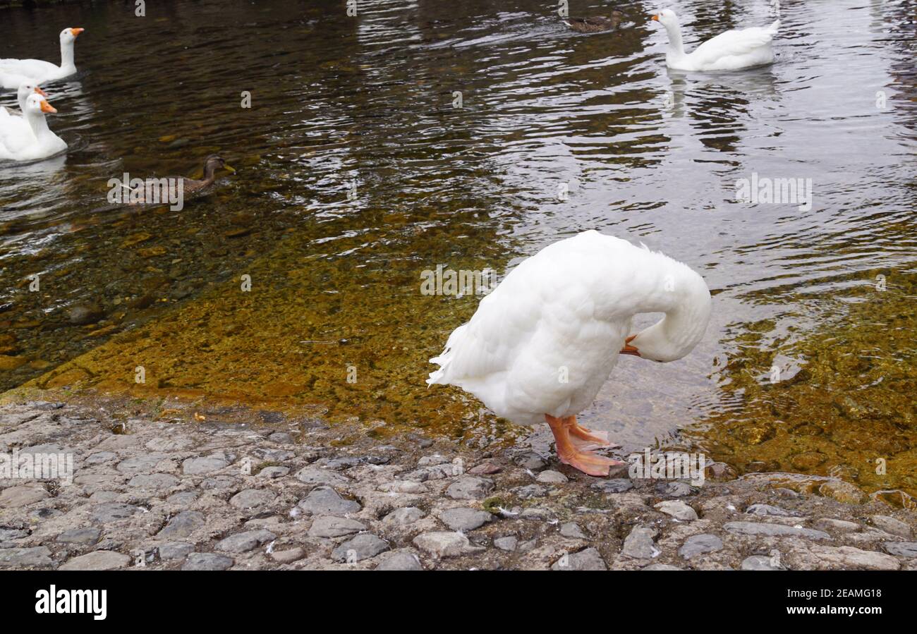 Canards et oies dans la rivière Banque D'Images