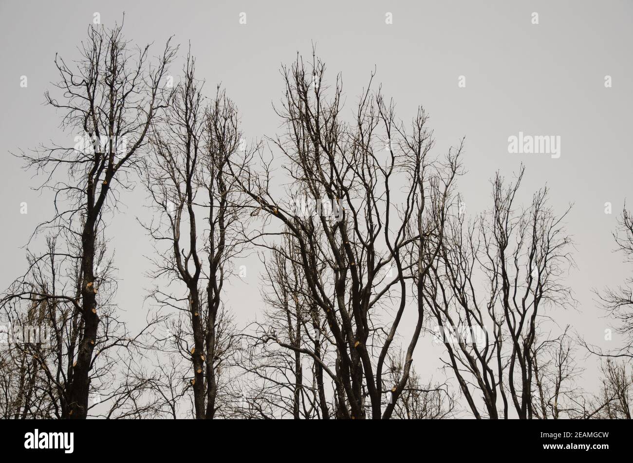 Forêt brûlée de pin de l'île des Canaries Pinus canariensis. Banque D'Images