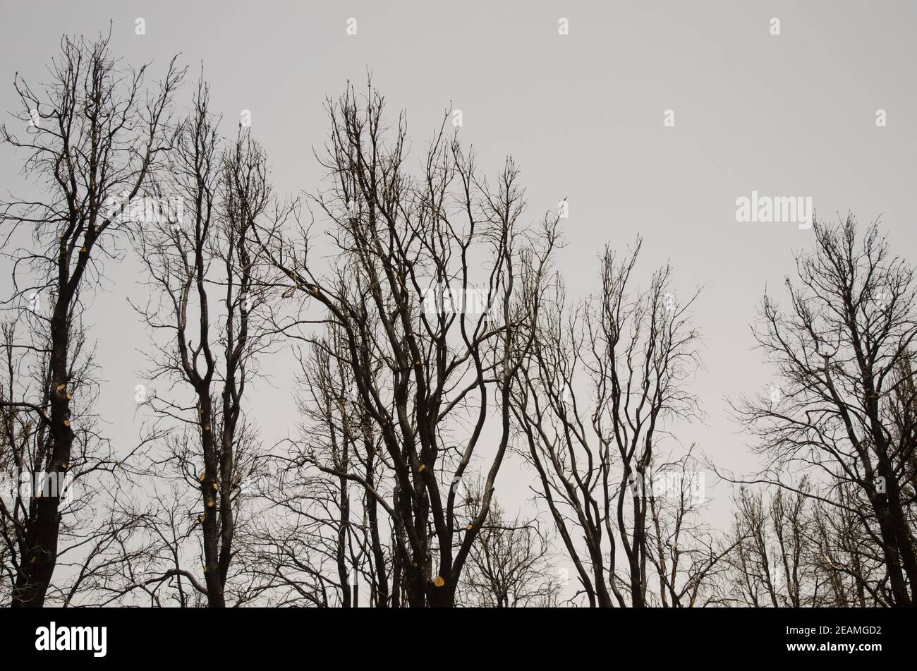 Forêt brûlée de pin de l'île des Canaries Pinus canariensis. Banque D'Images