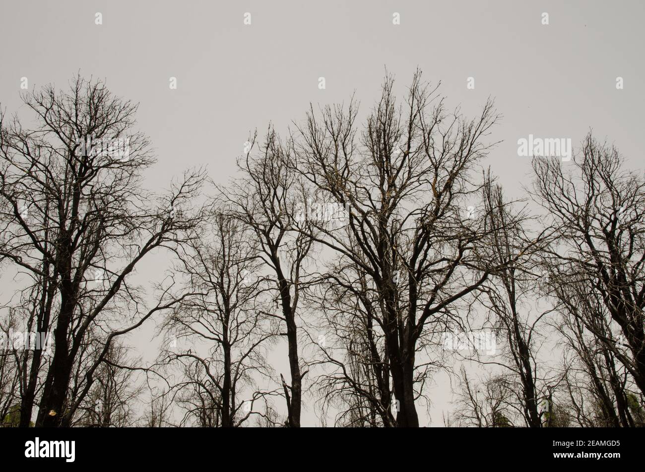 Forêt brûlée de pin de l'île des Canaries Pinus canariensis. Banque D'Images