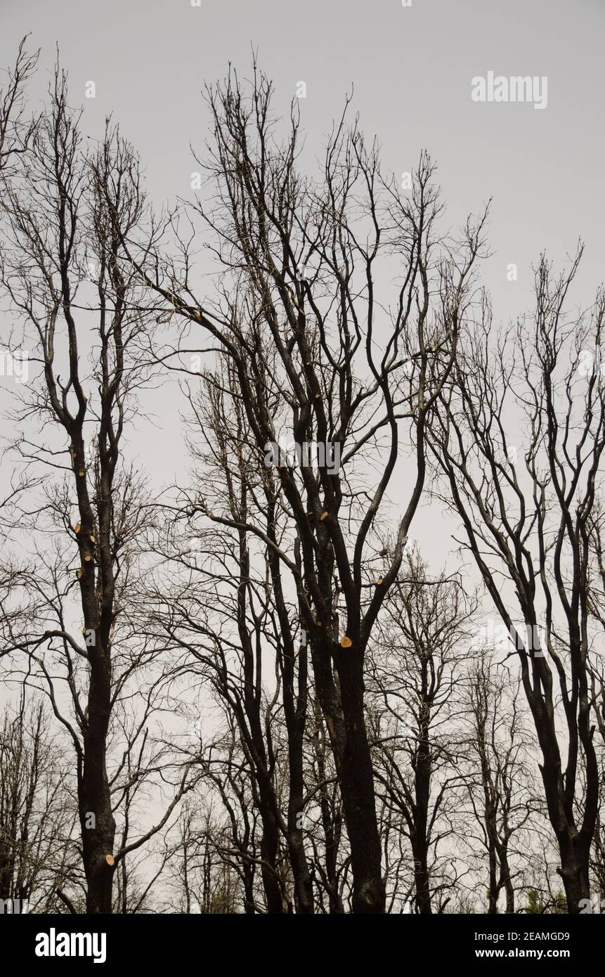 Forêt brûlée de pin de l'île des Canaries Pinus canariensis. Banque D'Images