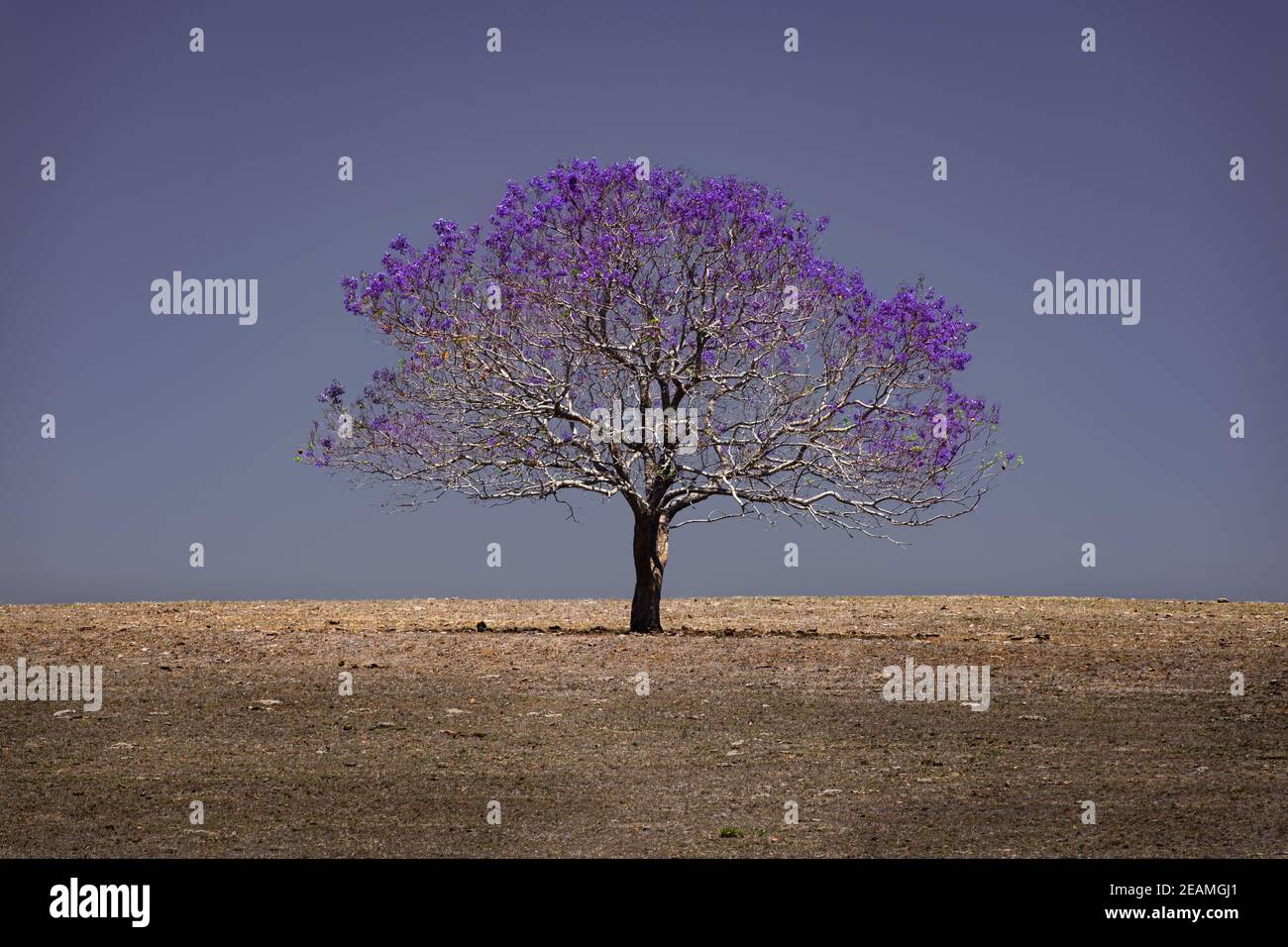 Arbre solitaire Jacaranda sur les collines de Boonah. Banque D'Images
