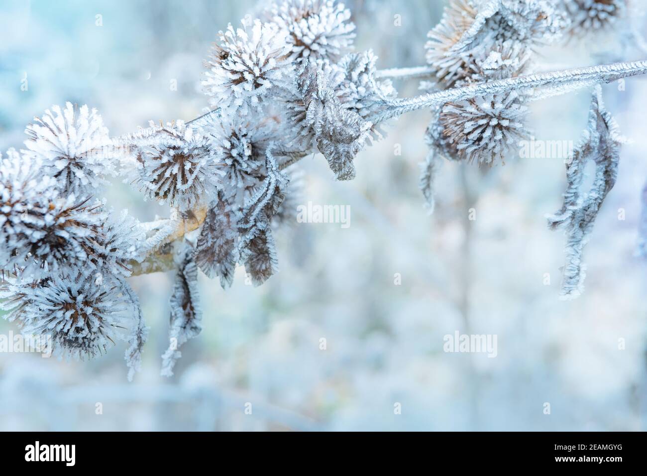 La plante couverte de givre. Sécher le terrier épineux en hiver sur un fond flou. Chardon, bur, terrier, épine, Arctium. Arrière-plan naturel en hiver Banque D'Images