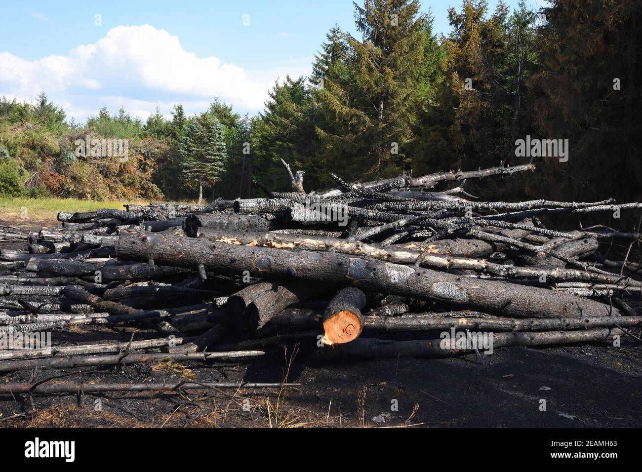 Arson sur un bord de forêt Banque D'Images