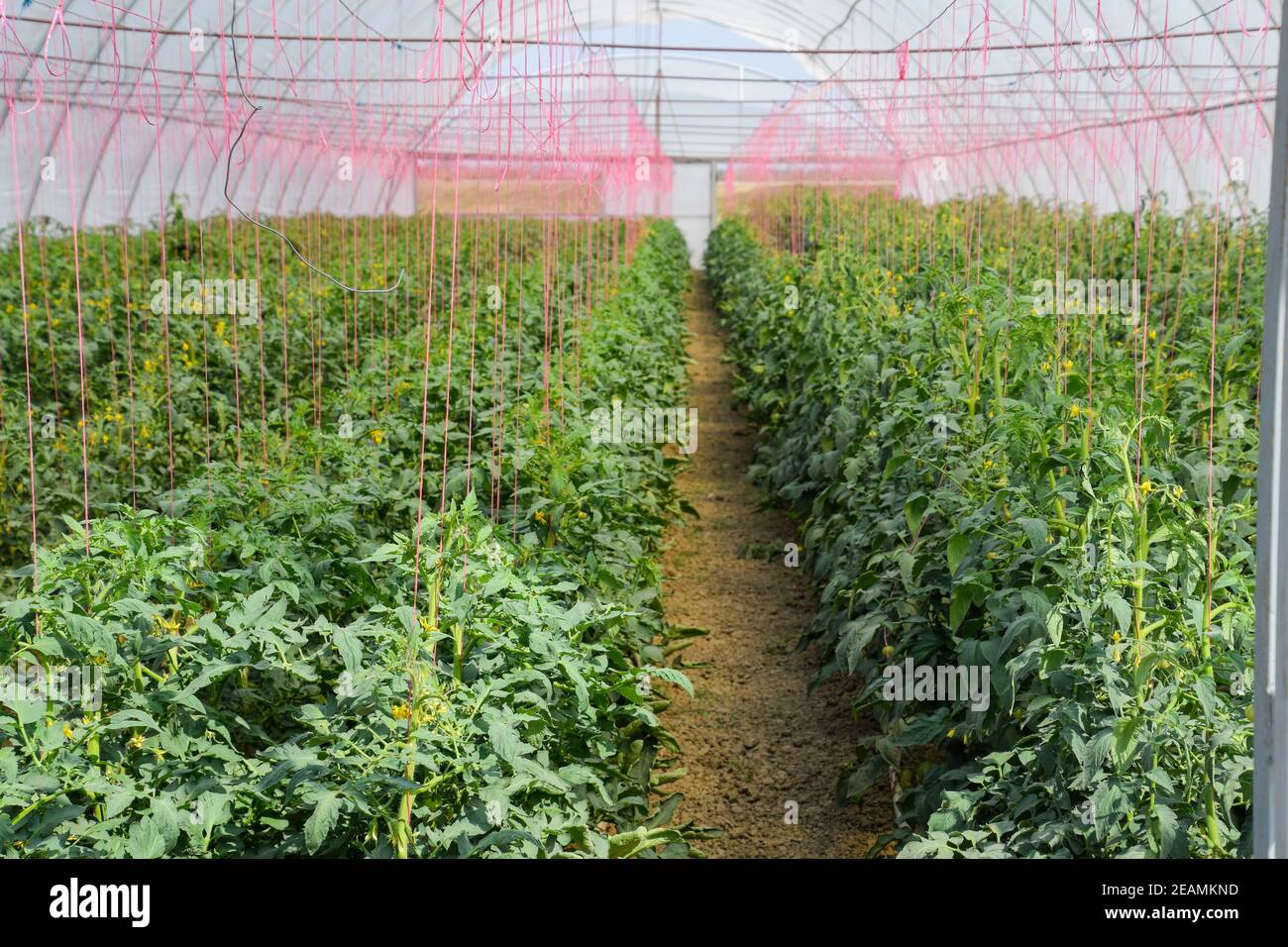 Tomates en serre. Tomates attachées dans les rangs du gr Banque D'Images