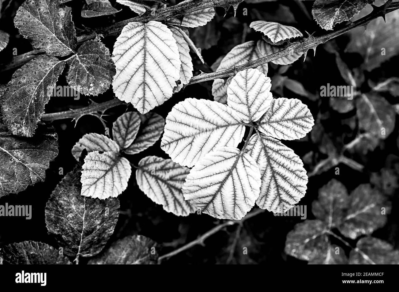 Photo noir et blanc de feuilles de rose Banque D'Images