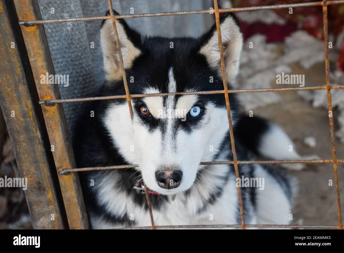 Chien Husky avec des yeux différents. Husky noir et blanc. Yeux marron et bleu Banque D'Images