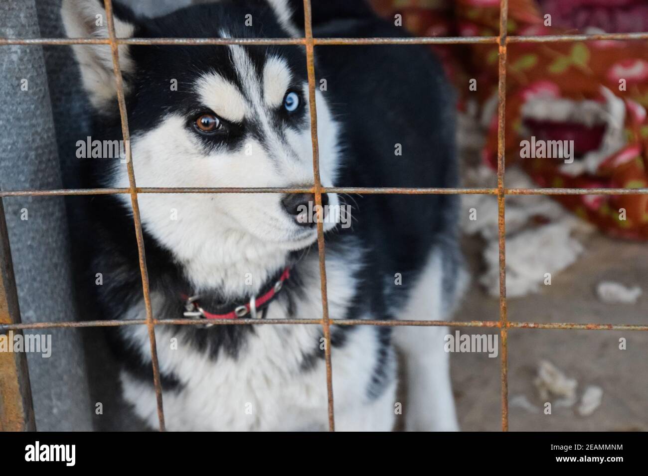 Chien Husky avec des yeux différents. Husky noir et blanc. Yeux marron et bleu Banque D'Images