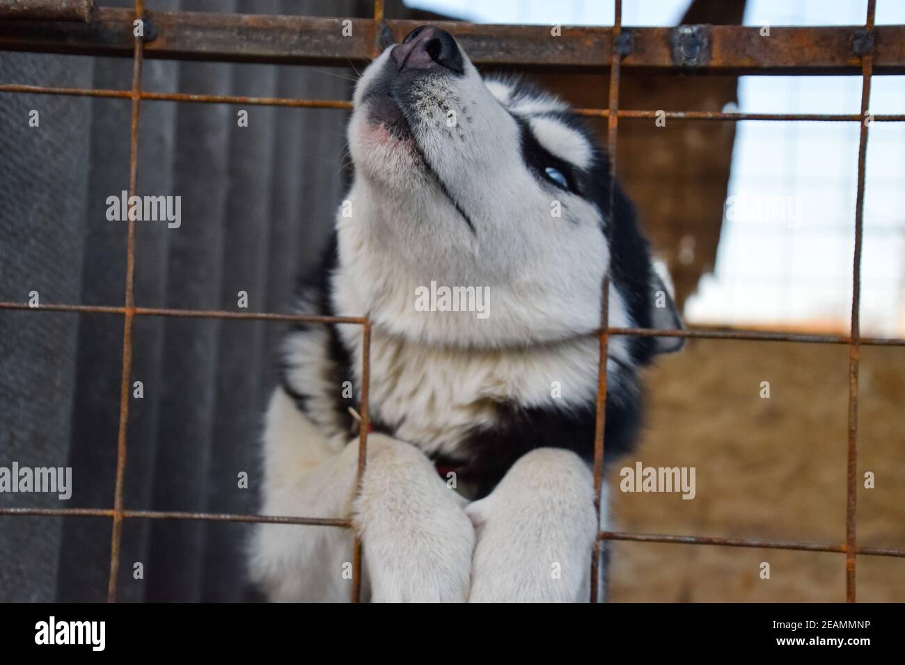 Chien Husky avec des yeux différents. Husky noir et blanc. Yeux marron et bleu Banque D'Images