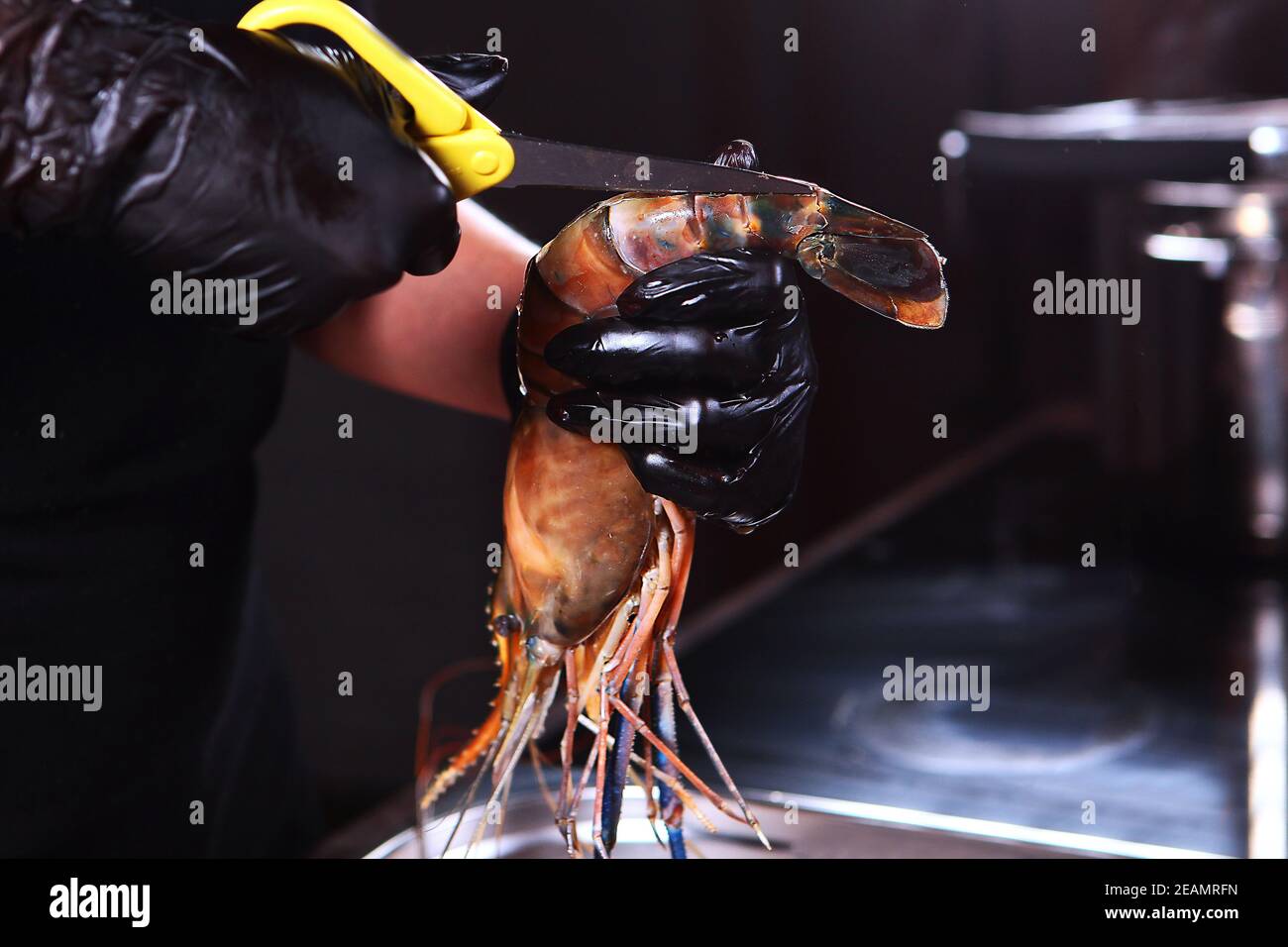 Un chef portant des gants de protection coupe une crevette géante d'eau douce avec des ciseaux. Personne méconnaissable. Banque D'Images