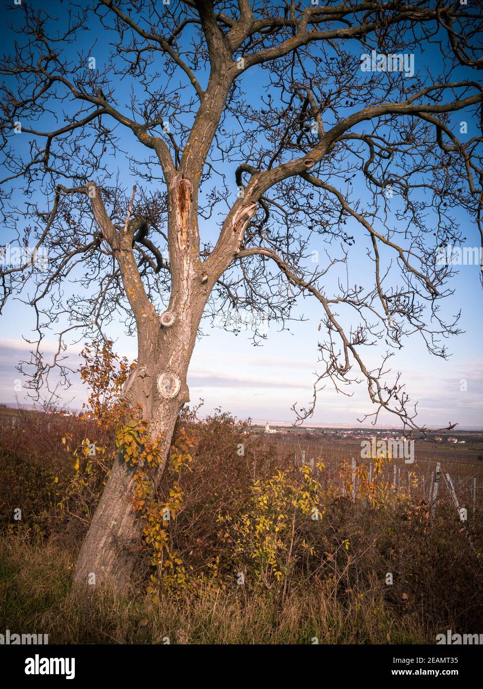 Vieux noyer dans les vignobles près d'Oggau sur le lac Neusiedlersee au Burgenland Banque D'Images
