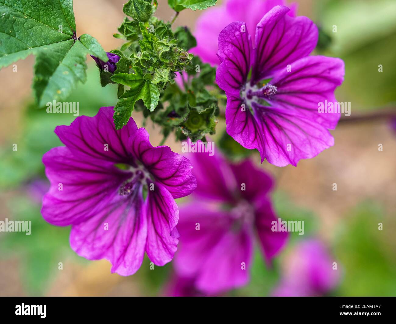 Belles fleurs et feuilles de la malow pourpre, Malva sylvestris Banque D'Images