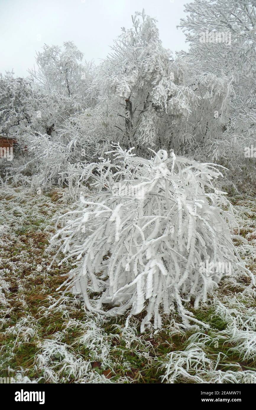 Paysage d'hiver avec arbres givré Banque D'Images