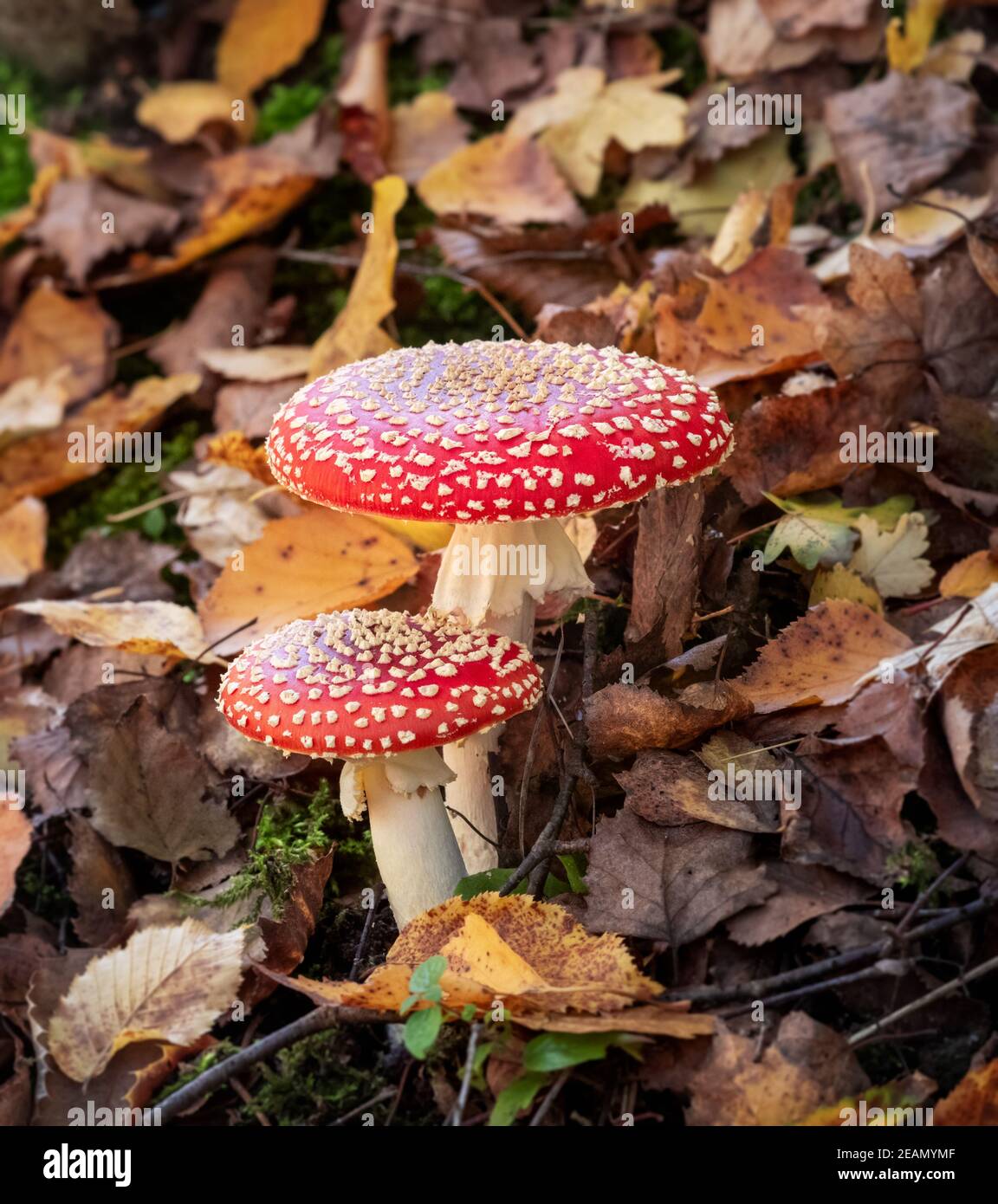 Groupe d'agaric musrooms red fly Banque D'Images