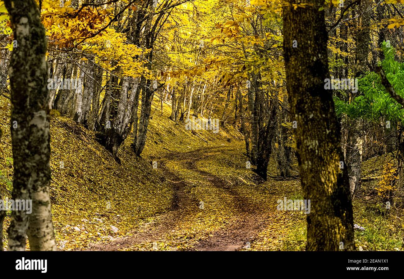 Belle forêt d'automne dans les montagnes de Crimée. Une liaffall dans les bois. Banque D'Images