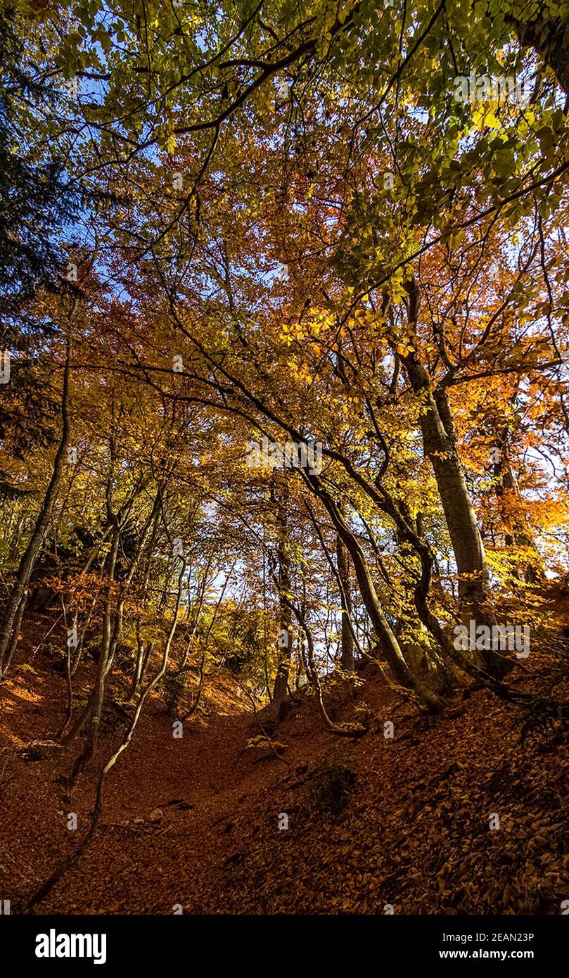 Belle forêt d'automne dans les montagnes de Crimée. Une liaffall dans les bois. Banque D'Images